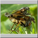 Rhagio notatus - Schnepfenfliege 09.jpg